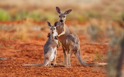 Địa điểm ngắm chuột túi Kangaroo tại Úc