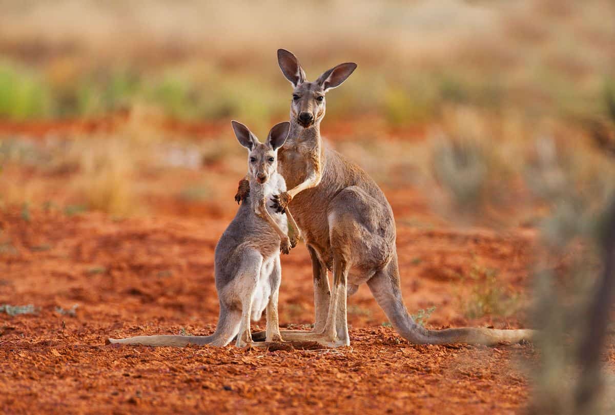 Địa điểm ngắm chuột túi Kangaroo tại Úc