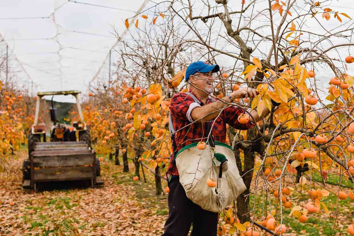 Cedar Creek Orchard