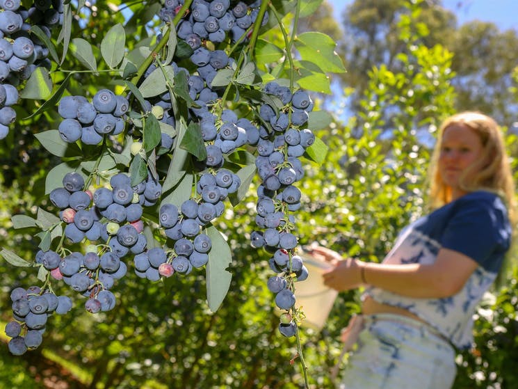 Clyde River Berry Farm