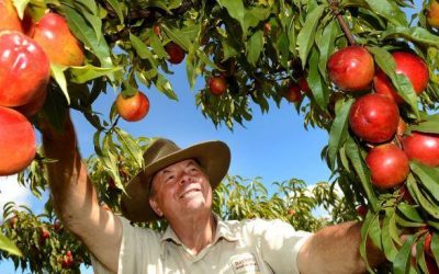 Rayner’s Orchard