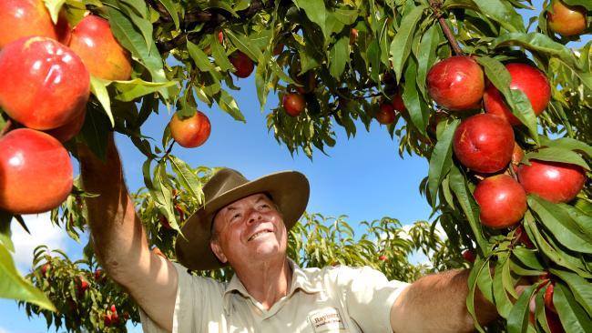 Rayner’s Orchard