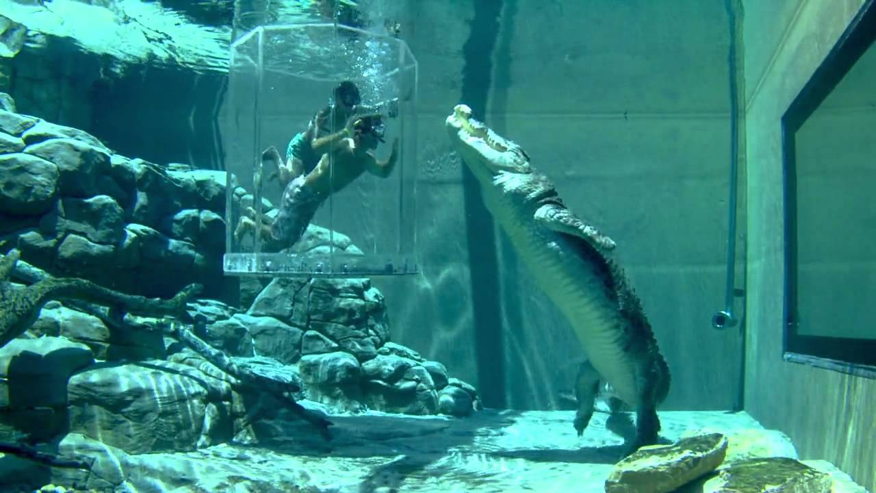 Crocosaurus Cove