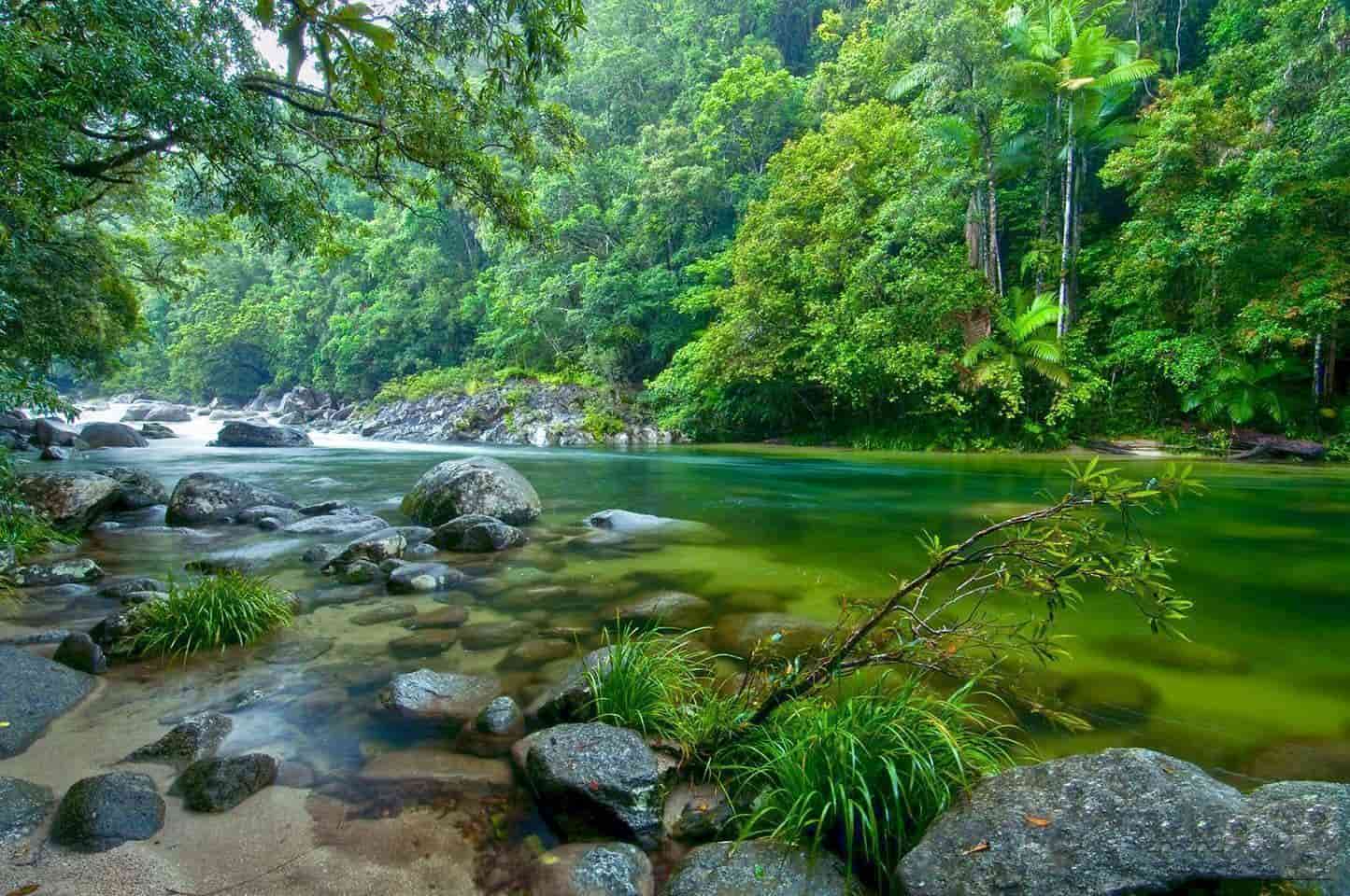 Rừng mưa Daintree