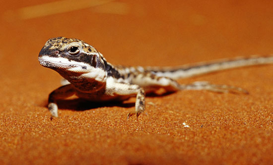 Trung tâm Bò sát Alice Springs