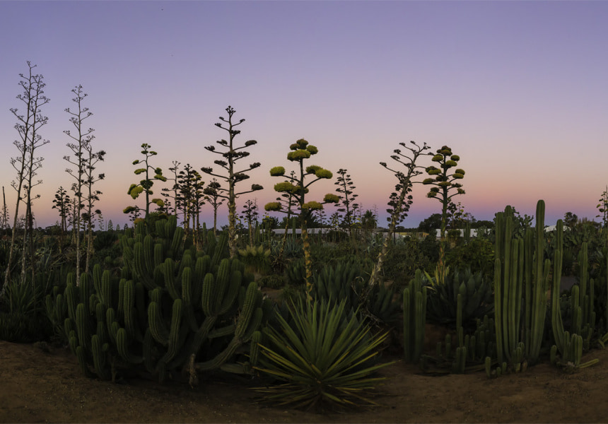 Cactus Country