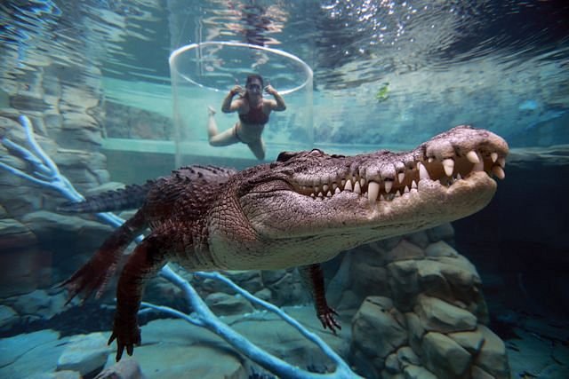 Công viên giải trí Crocosaurus Cove