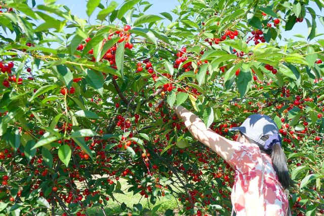 Nông trại Cherry Hill Orchards