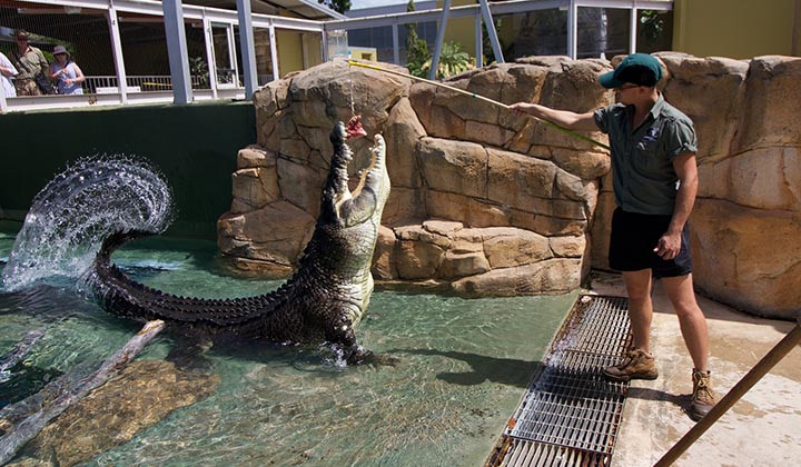 Công viên giải trí Crocosaurus Cove