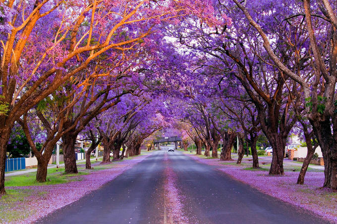 Con đường rợp sắc hoa Jacaranda - Úc