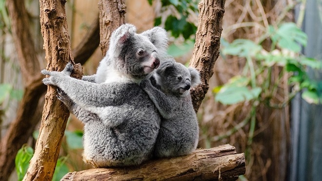 Koala