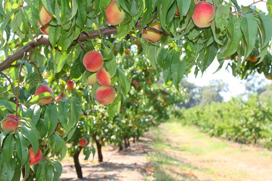 Nông trại Rayner's Orchard