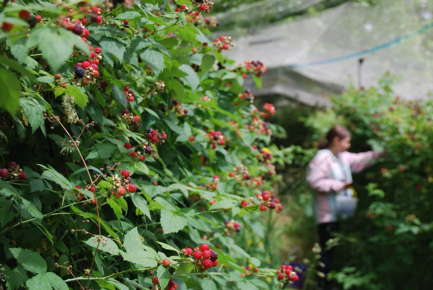 Nông trại Sunny Creek Organic