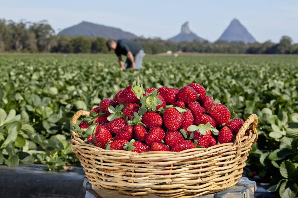 Nông trại Sunny Ridge Strawberry 